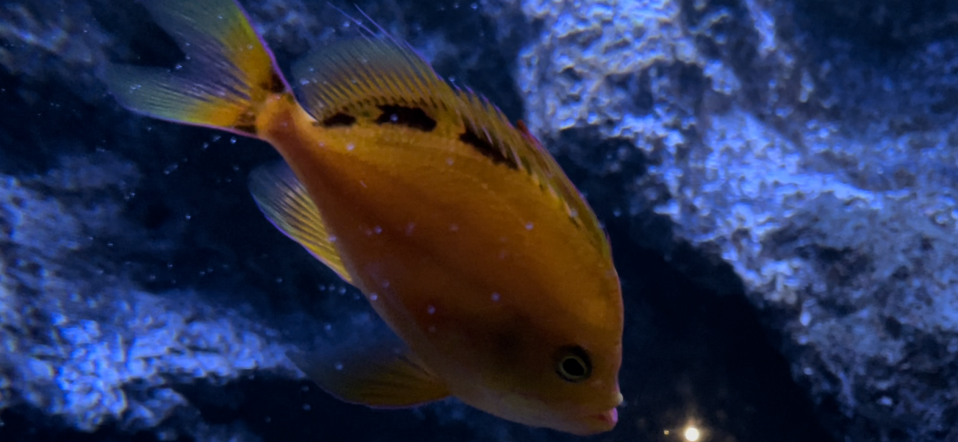 Hawaiian deep anthias