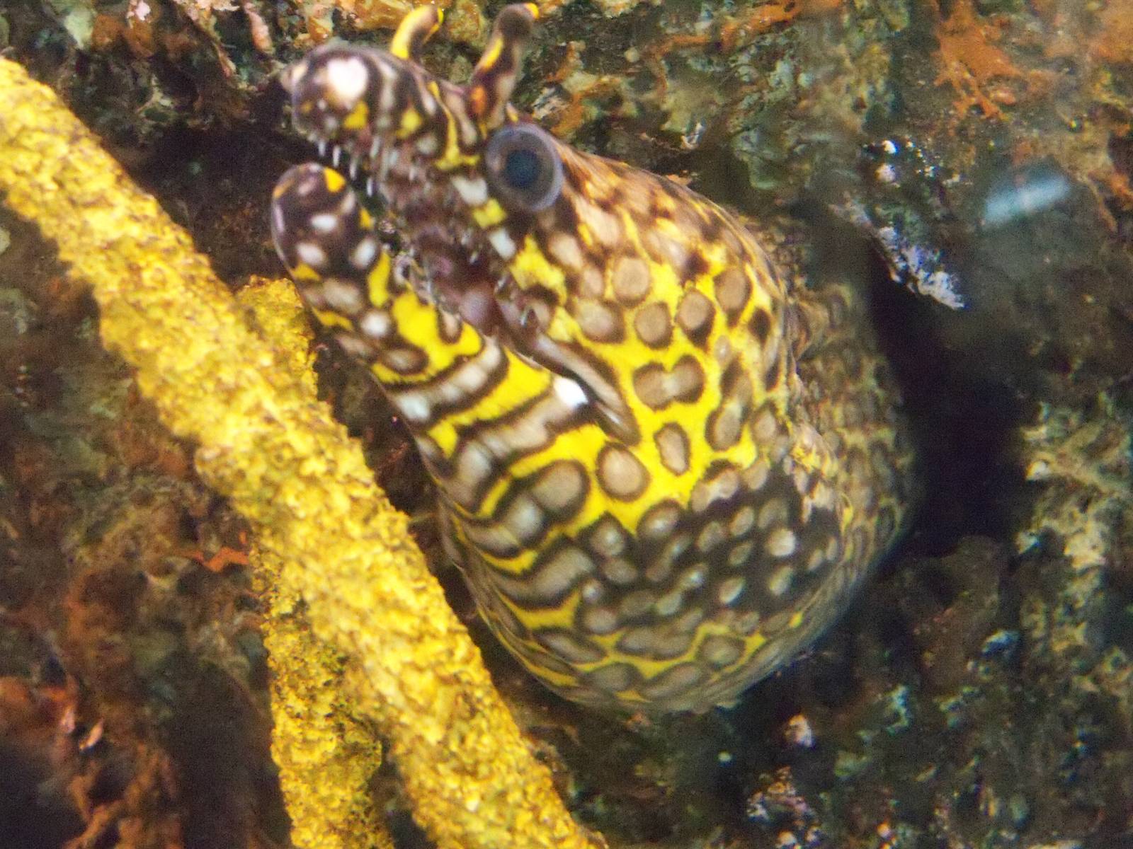 Hawaiian Dragon Eel