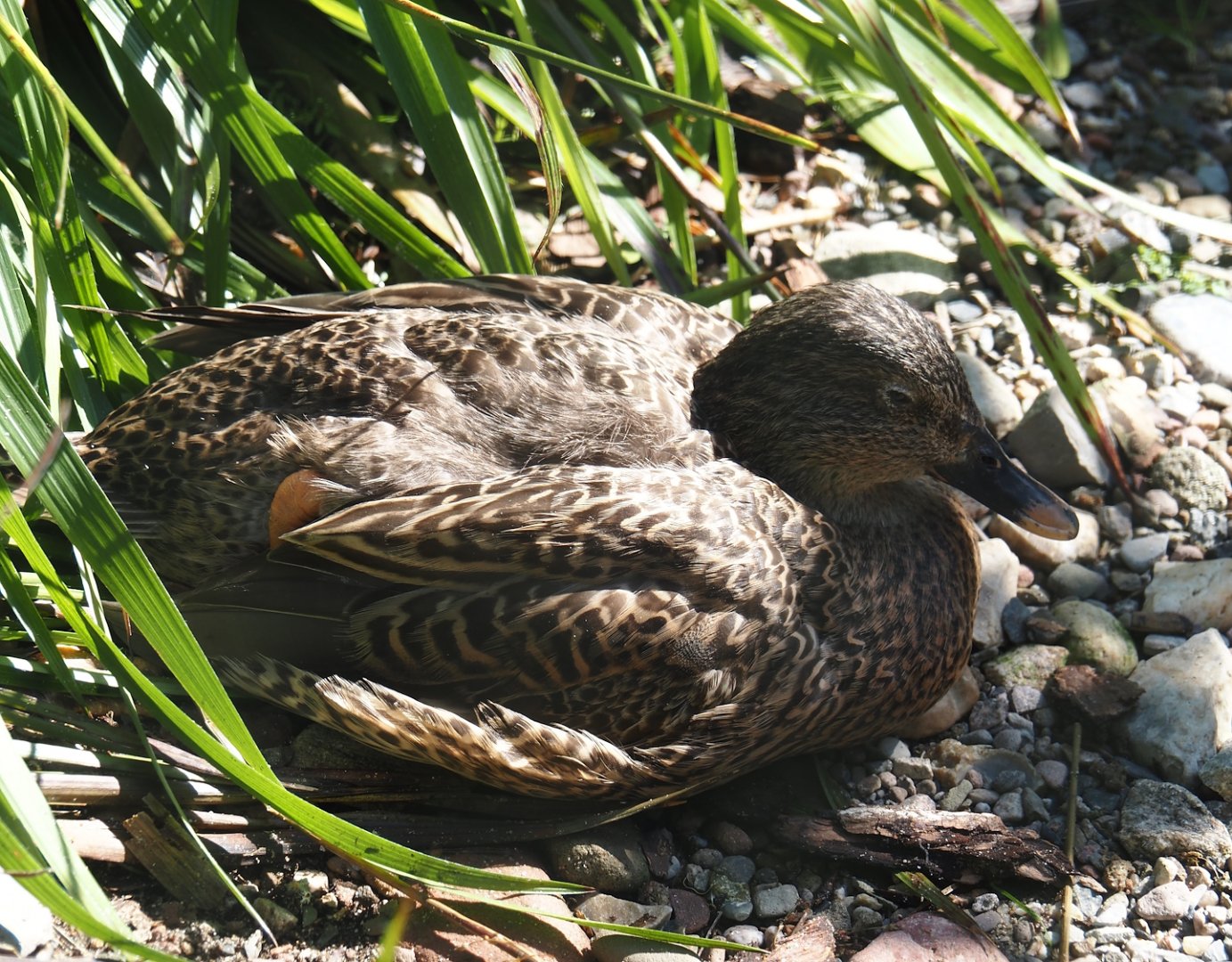 Hawaiian duck (Anas wyvilliana), 2024-05-23