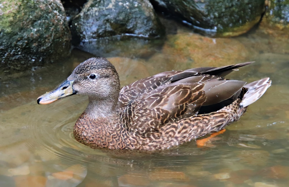 Hawaiian duck (Anas wyvilliana)