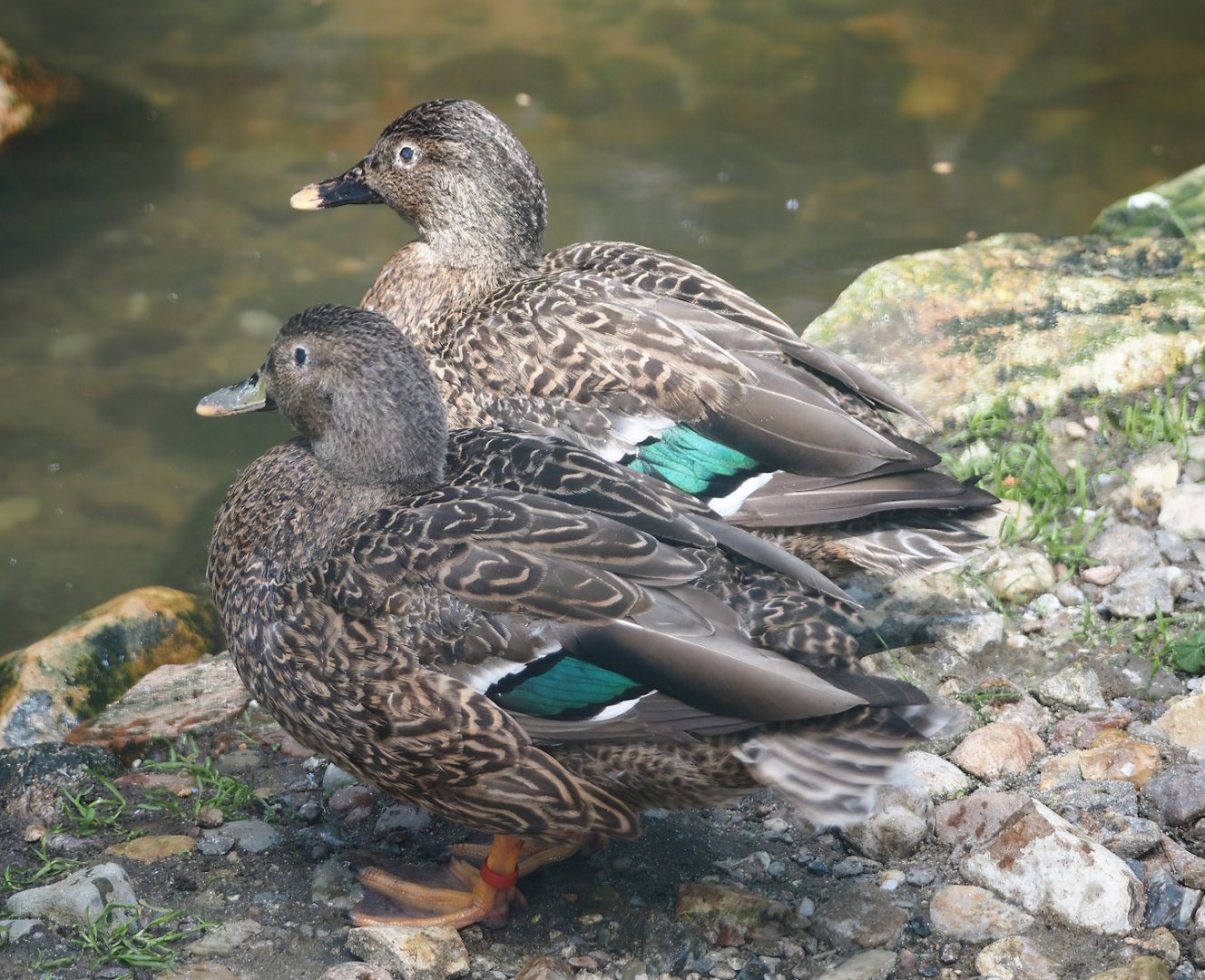 Hawaiian ducks (Anas wyvilliana), 2024-05-23