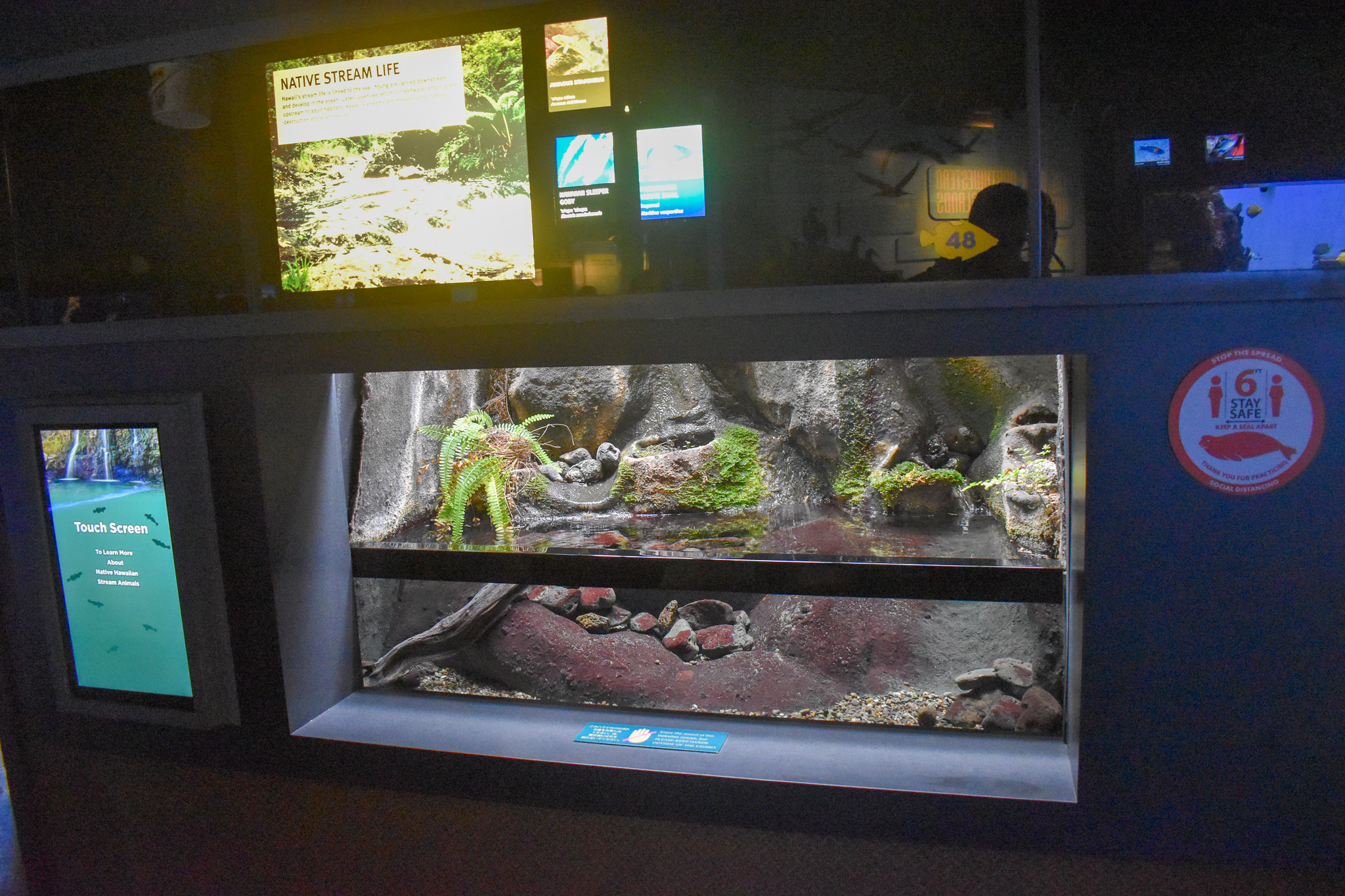 Hawaiian freshwater tank