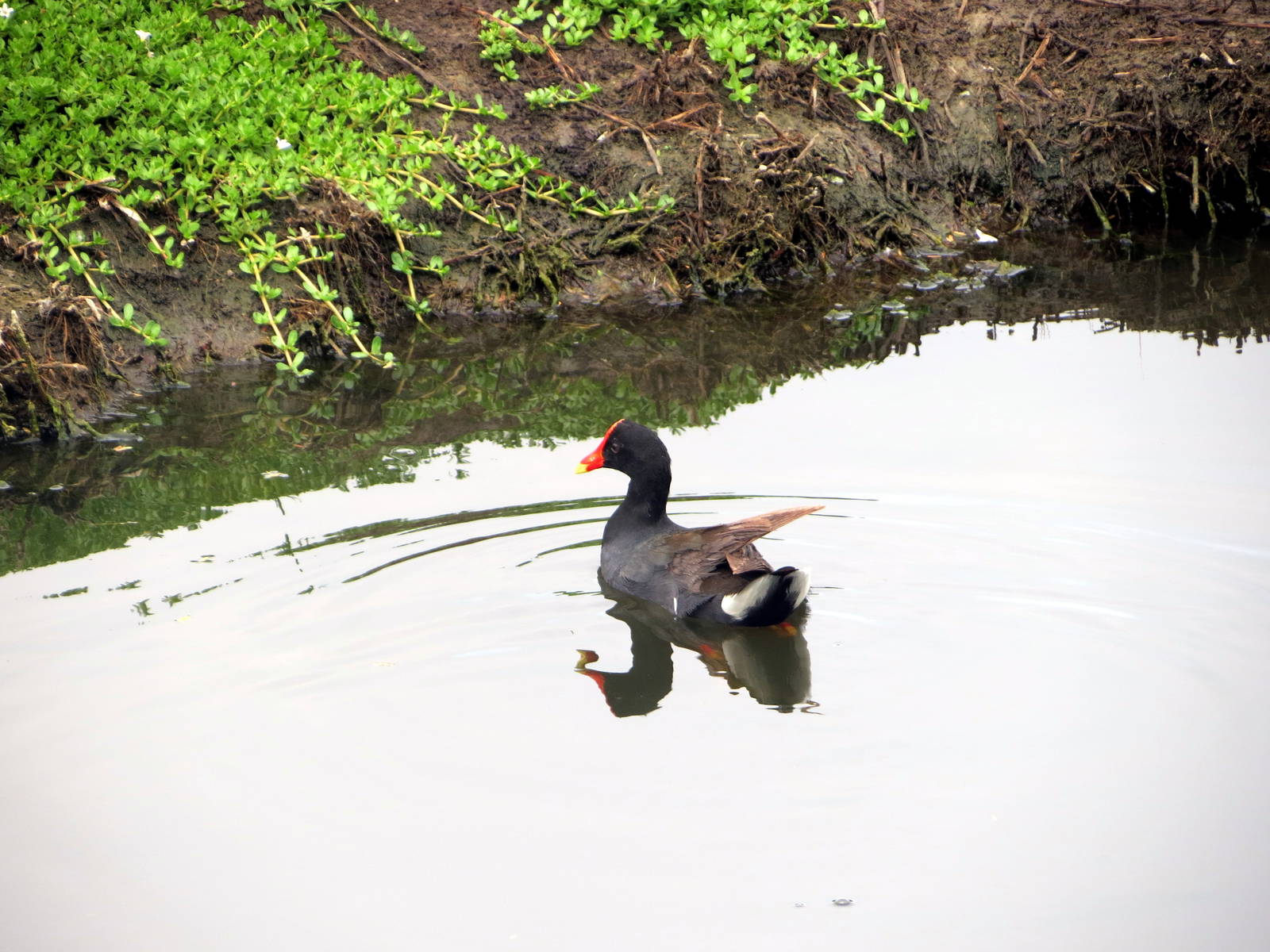 Hawaiian Gallinule