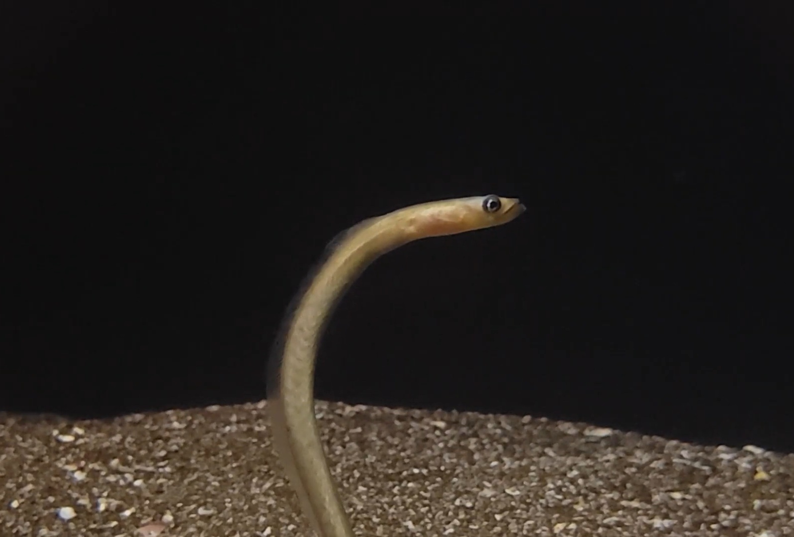 Hawaiian Garden Eel