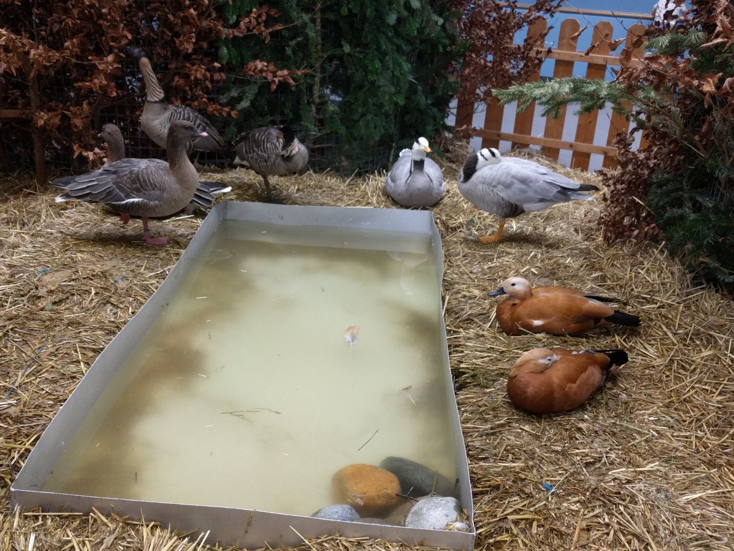 Hawaiian geese, bar Headed geese and ruddy shelducks