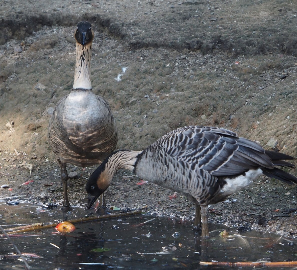 Hawaiian geese (Branta sandvicensis), 2024-09-17