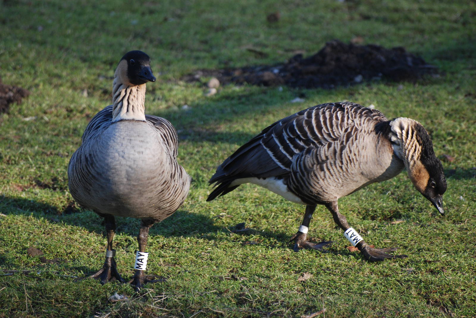 Hawaiian Geese (Ne-Nes) at Martin Mere, 28/01/11