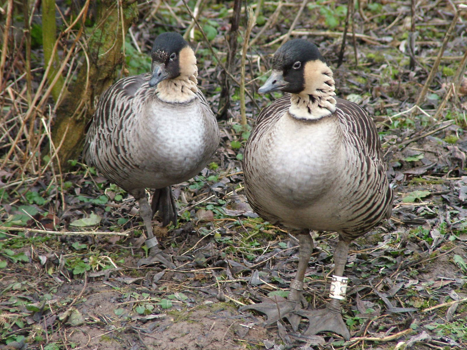 Hawaiian Geese/Ne-Nes at Slimbridge 06/02/10