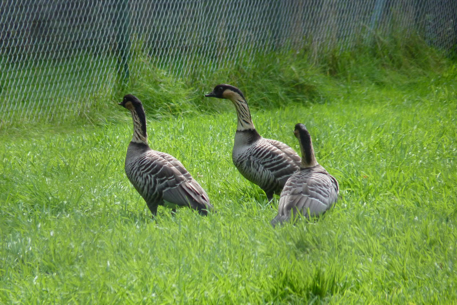 Hawaiian Geese, September 2015