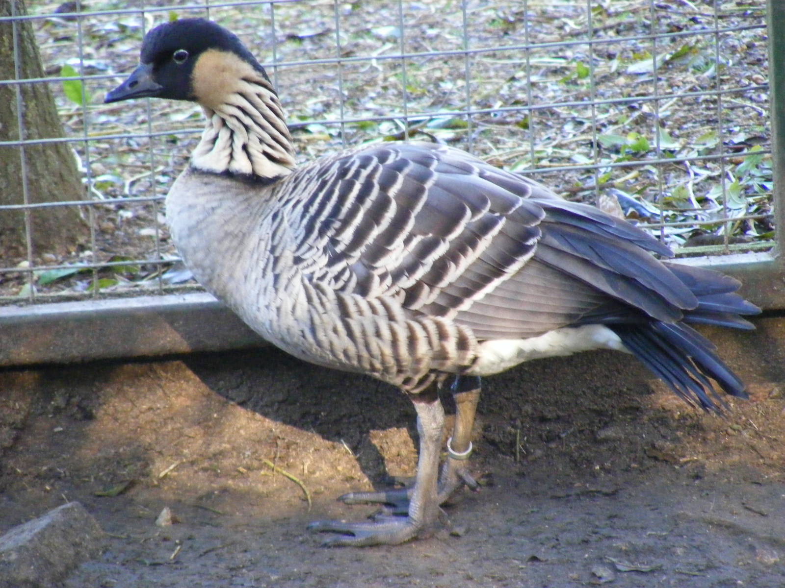 Hawaiian goose at Beale Park, 24 October 2010