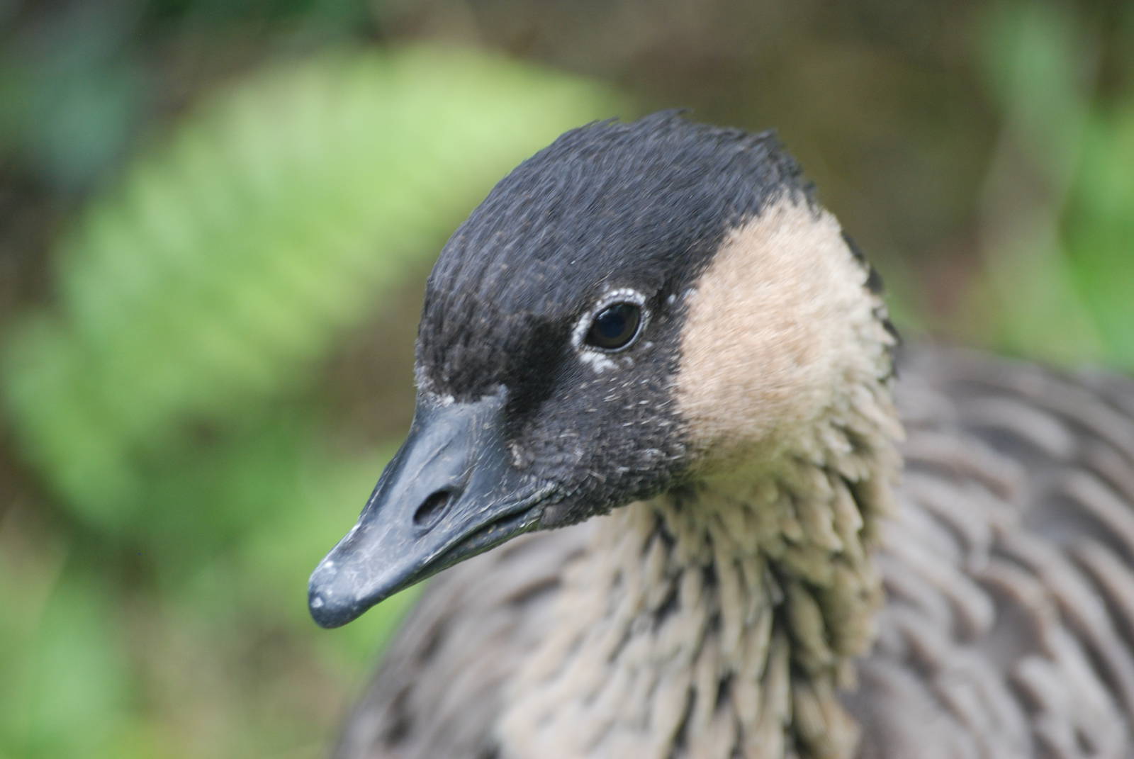 Hawaiian Goose at Llanelli WWT, 31/07/11