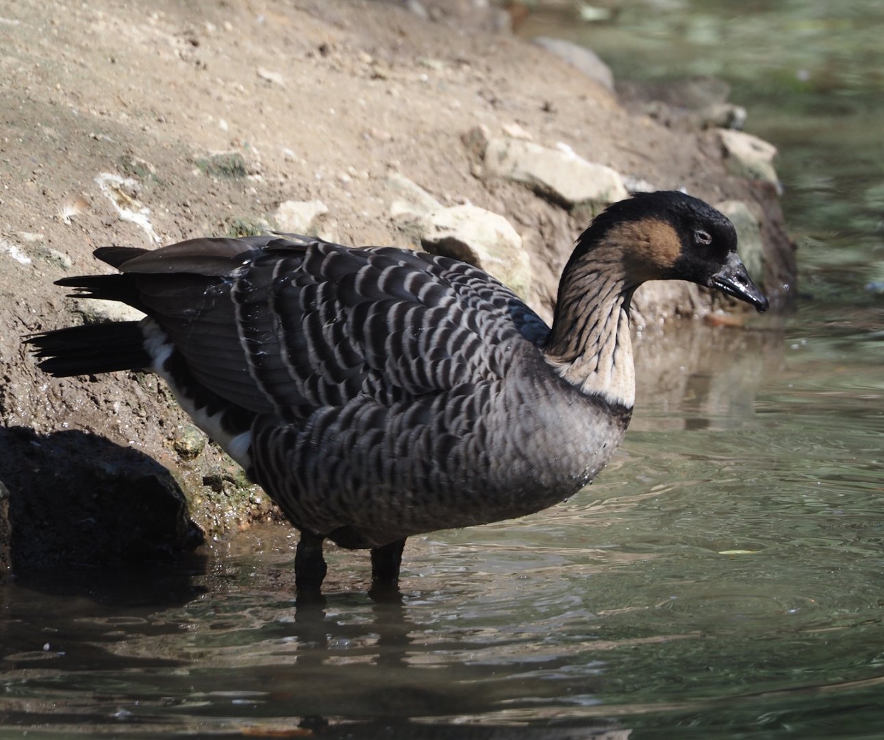 Hawaiian goose (Branta sandvicensis), 2024-09-17