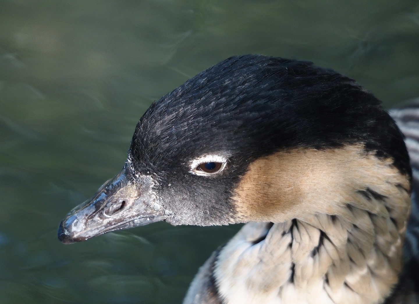 Hawaiian goose (Branta sandvicensis), 2024-09-17