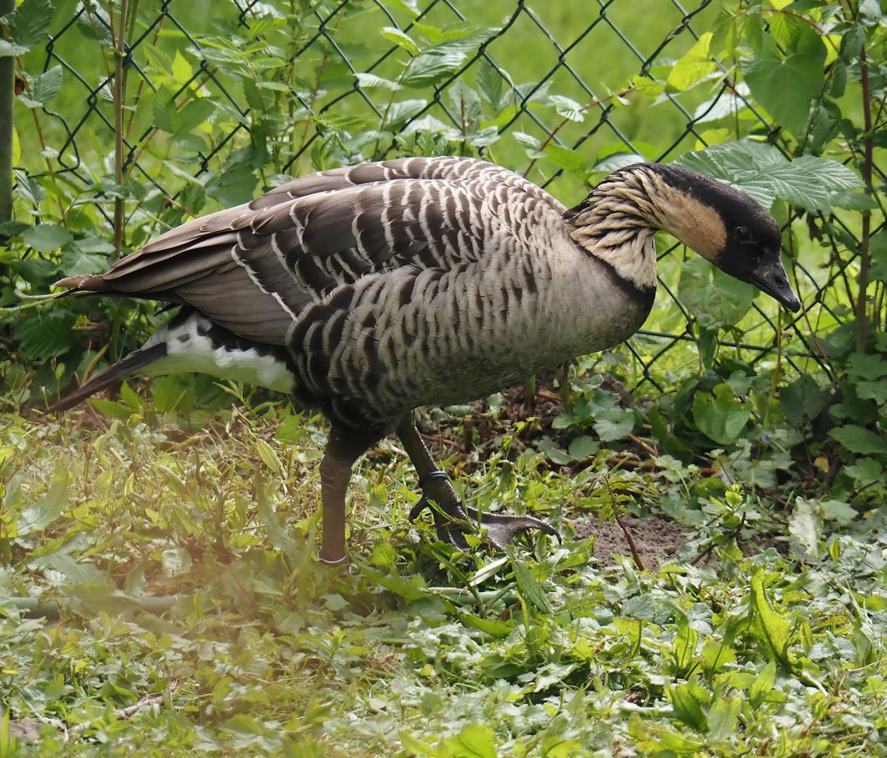 Hawaiian goose (Branta sandvicensis), 2025-05-22