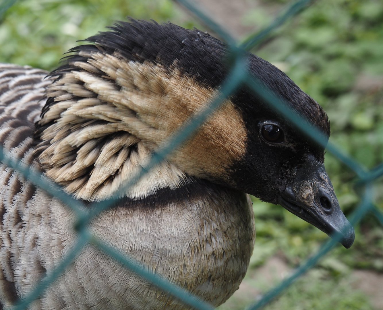 Hawaiian goose (Branta sandvicensis), 2025-05-22