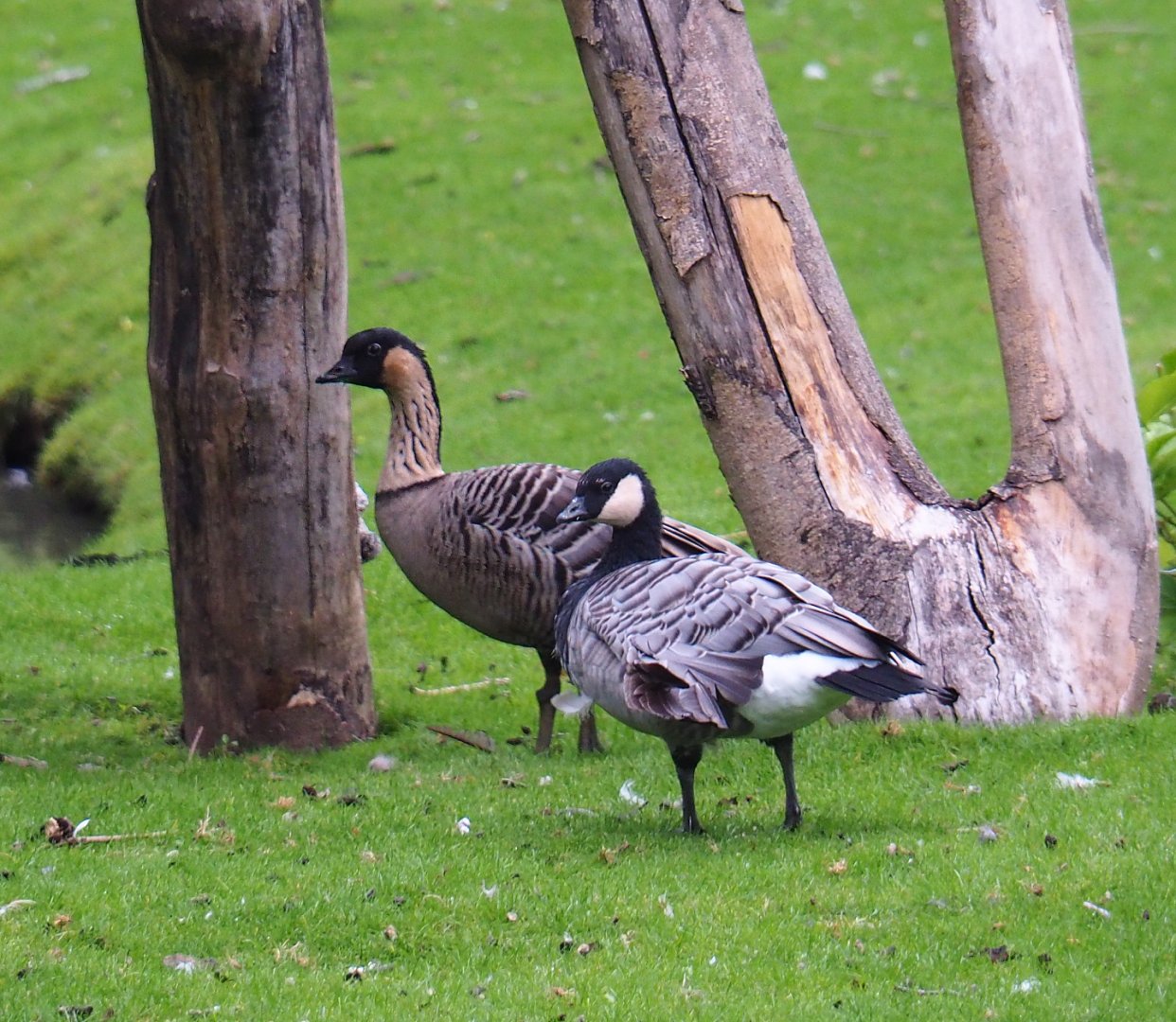 Hawaiian goose (Branta sandvicensis) and Small cackling Canada goose (Branta hutchinsii minima), 2020-09-03