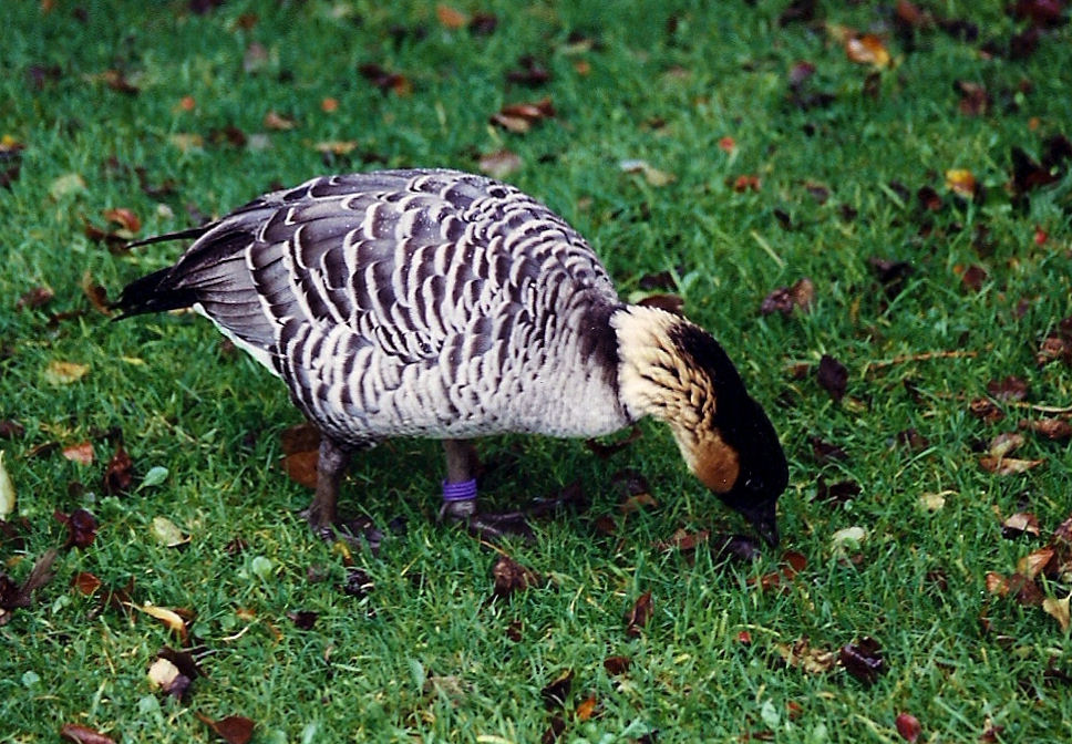 Hawaiian Goose - Branta sandvicensis
