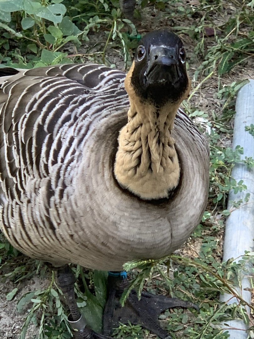 Hawaiian Goose (Branta sandvicensis)