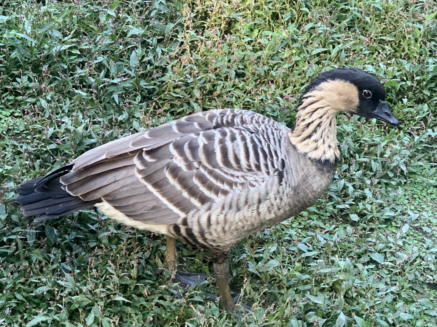 Hawaiian Goose (Branta sandvicensis)