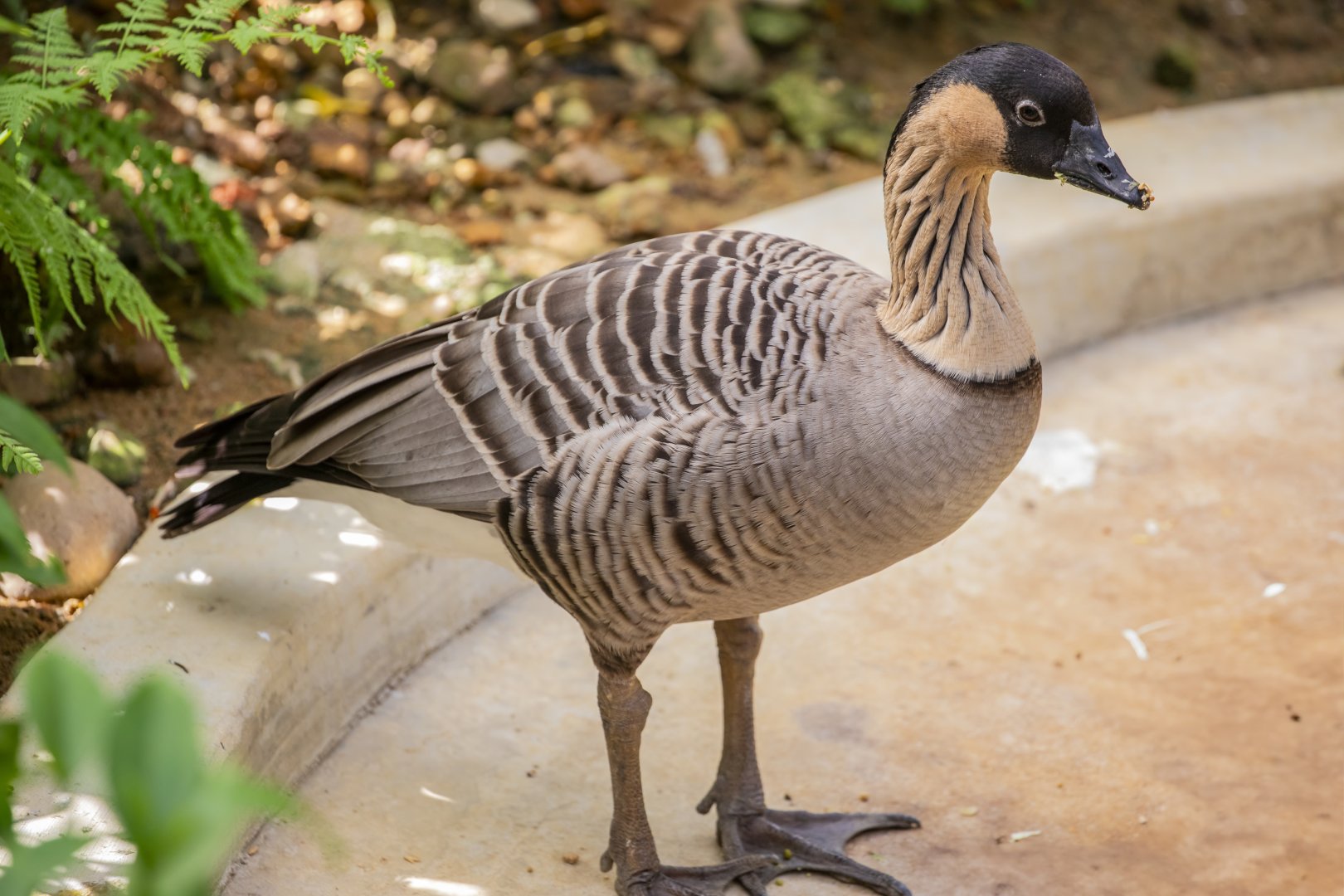 Hawaiian goose  (Branta sandvicensis)