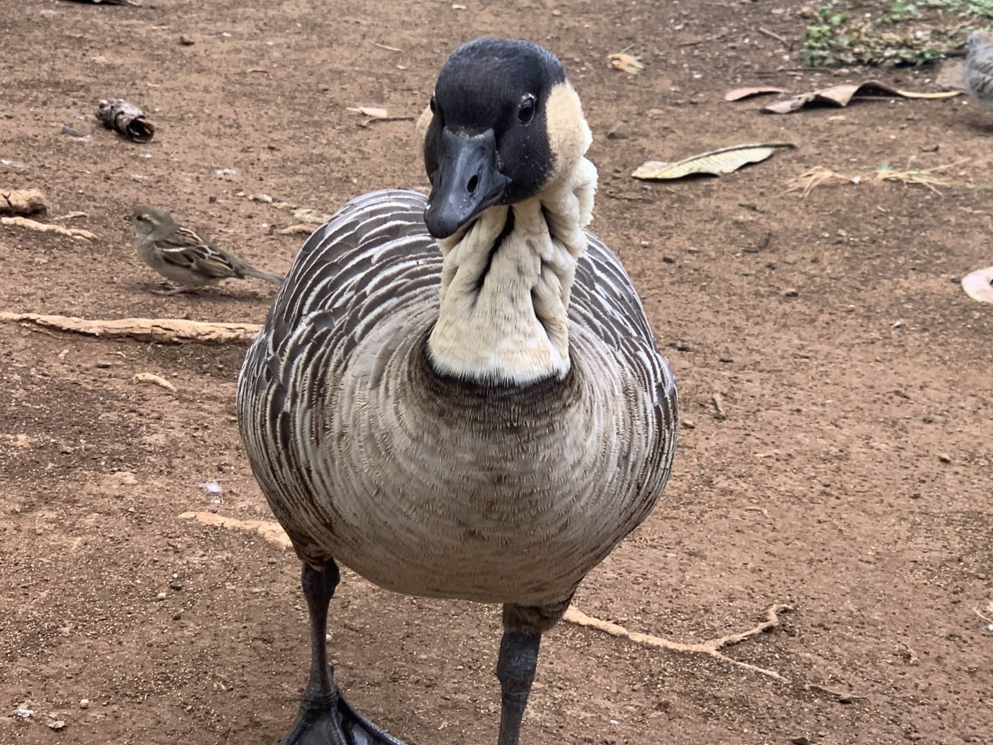 Hawaiian Goose (Branta sandvicensis)