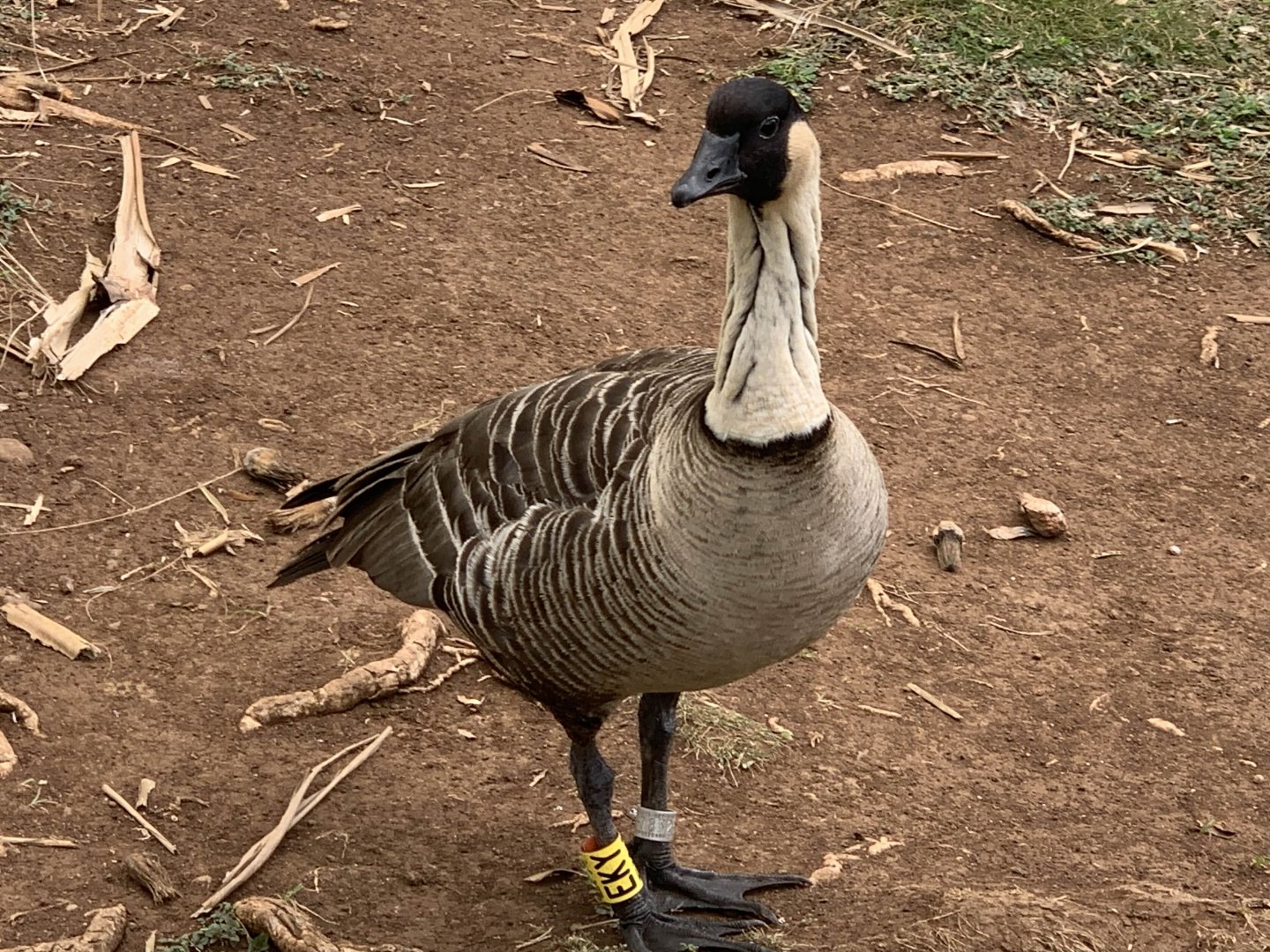 Hawaiian Goose (Branta sandvicensis)