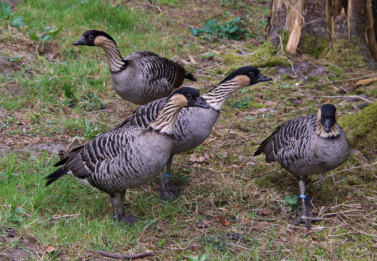 Hawaiian goose (Branta sandvicensis)