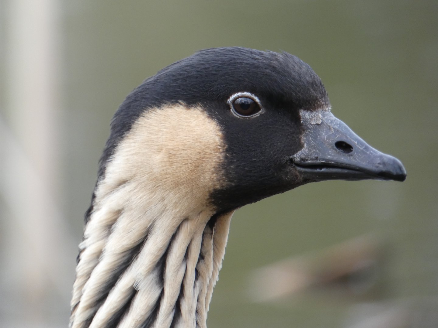 Hawaiian goose close-up