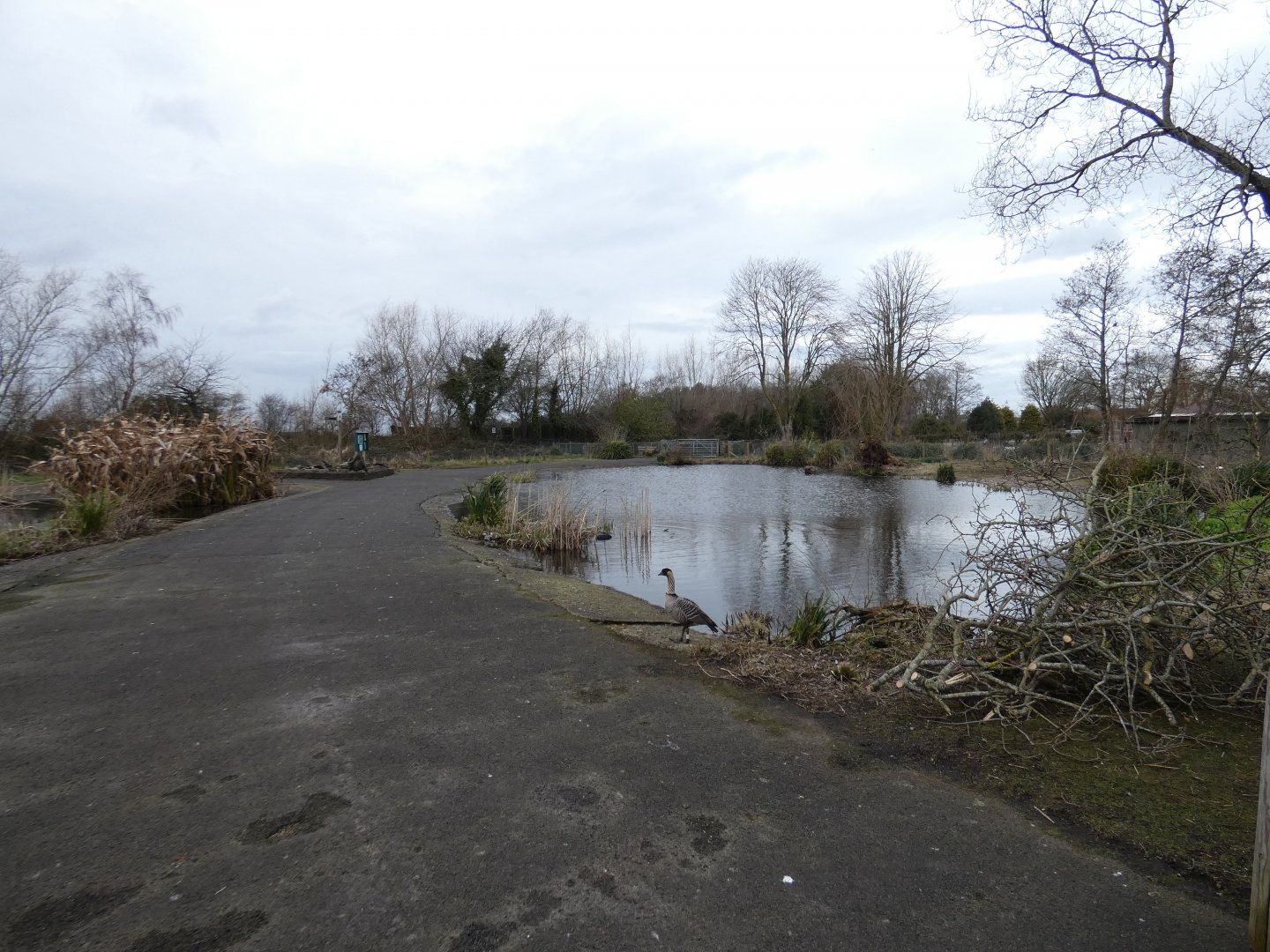 Hawaiian goose enclosure