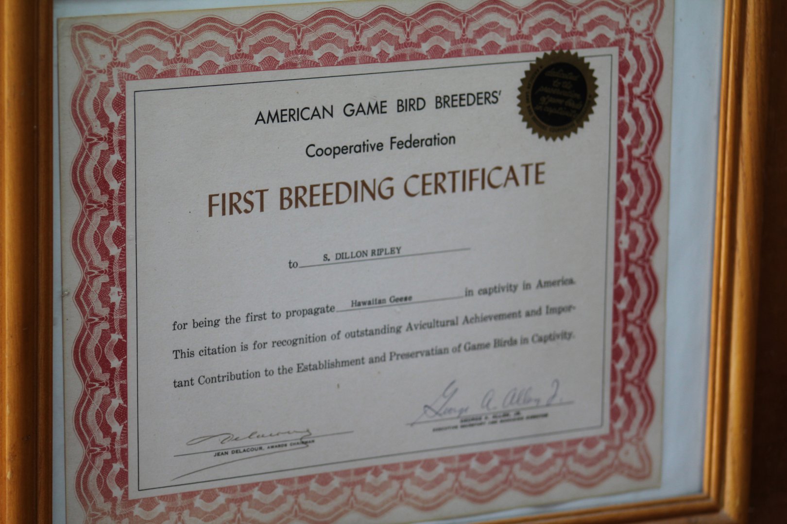 Hawaiian Goose First Breeding