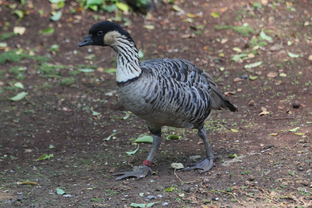 Hawaiian Goose (Ne-Ne)