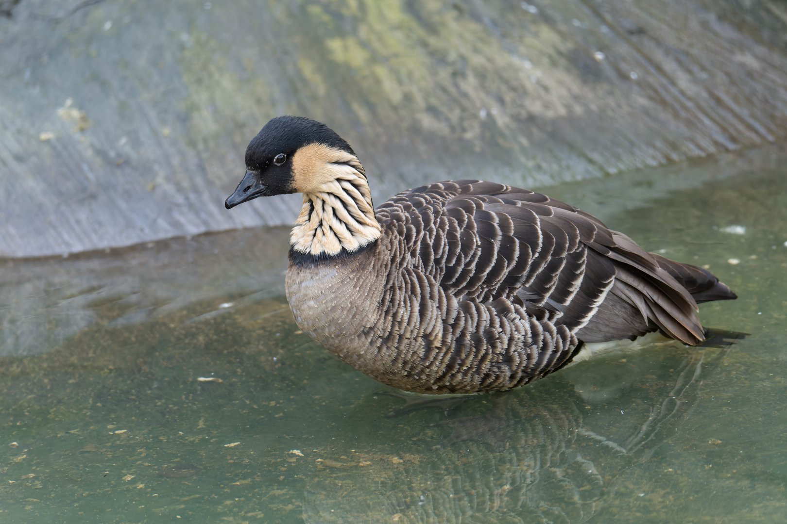 Hawaiian goose / Nene, Drayton manor theme park zoo, UK
