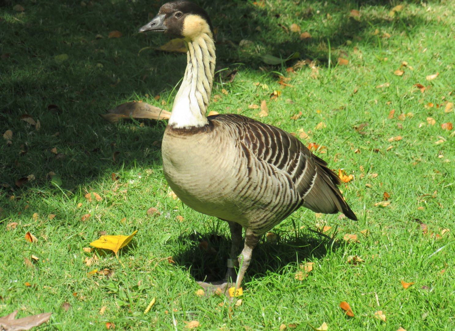 Hawaiian goose (Nene)