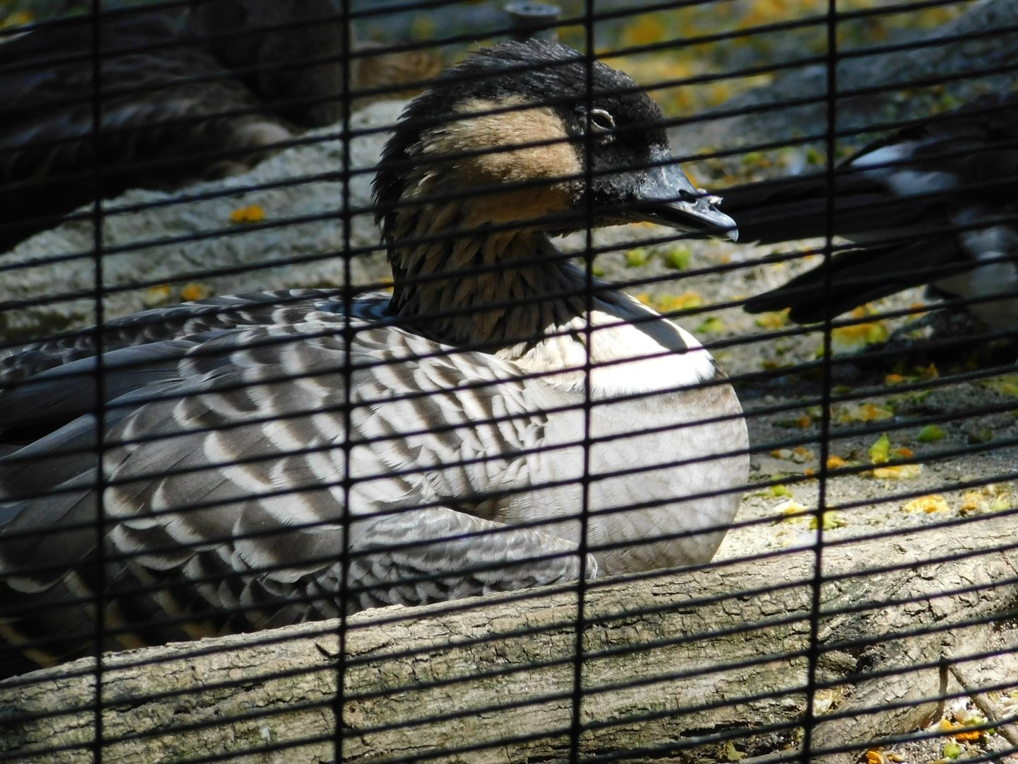 Hawaiian Goose (Nene)