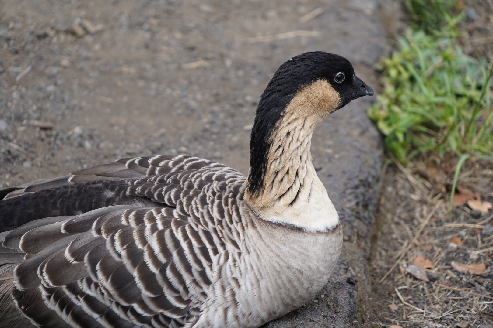 Hawaiian goose/Nene