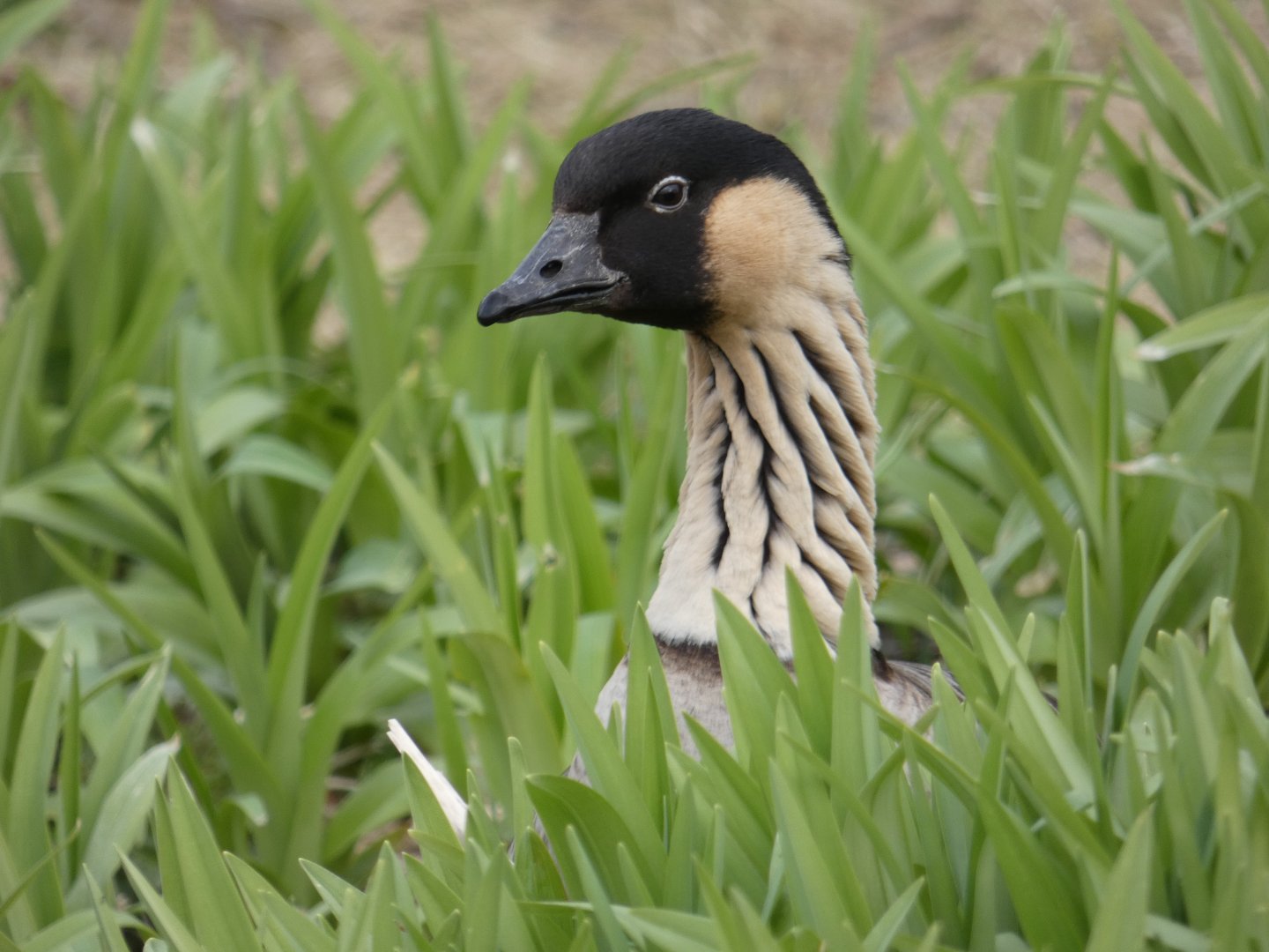 Hawaiian goose peering