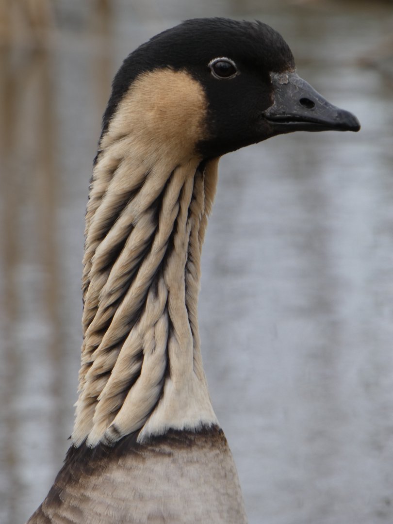 Hawaiian goose portrait