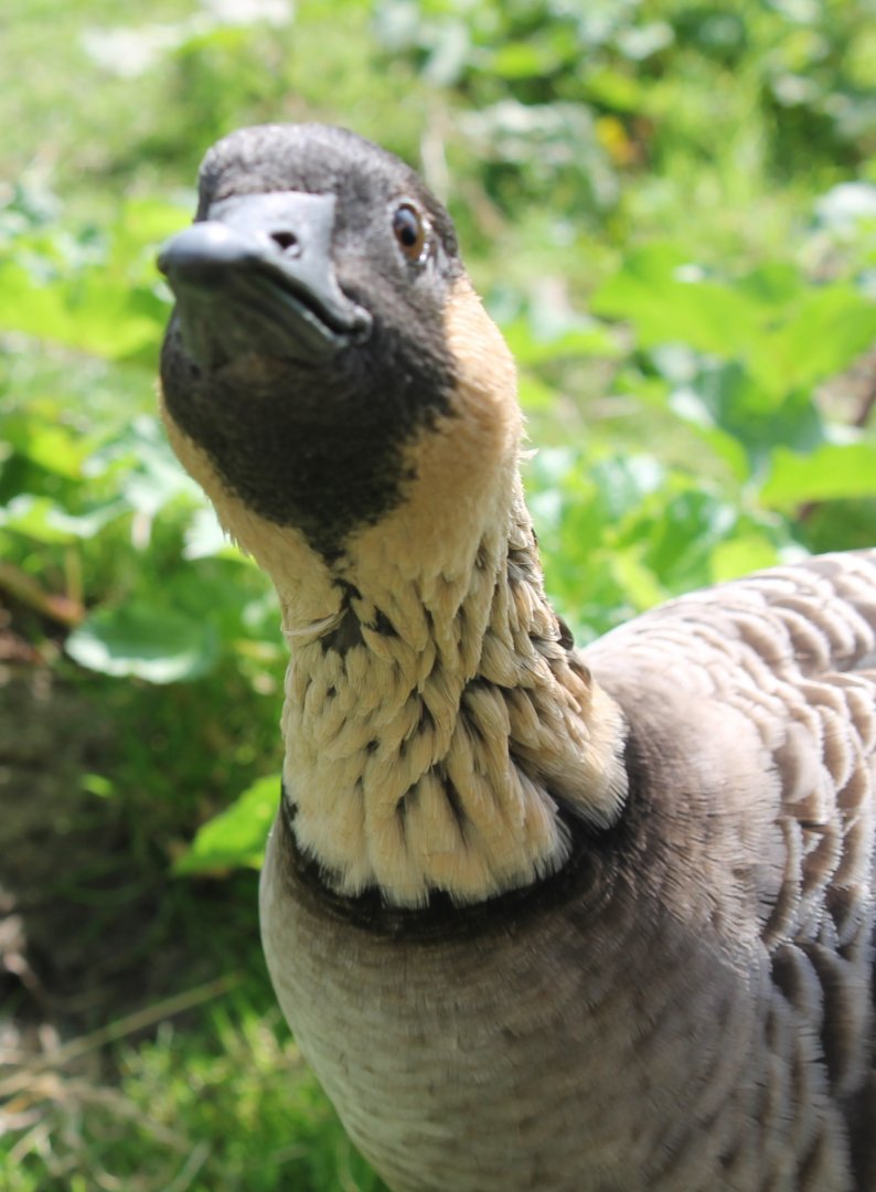 Hawaiian goose