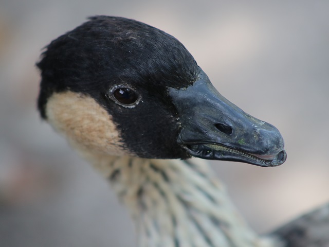 Hawaiian Goose