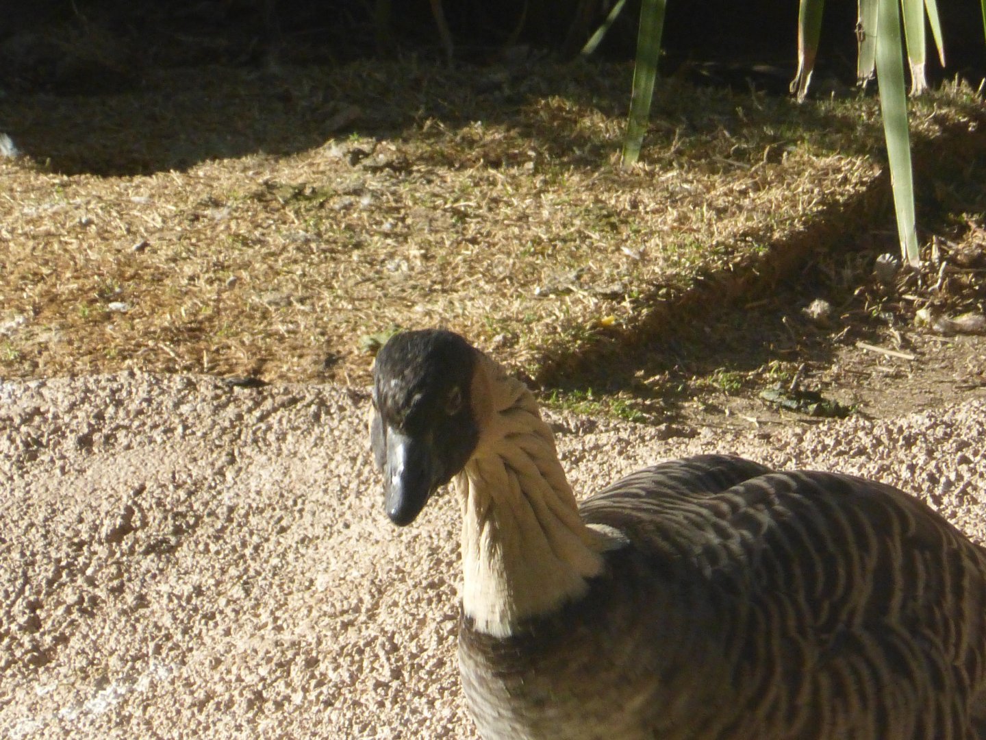 Hawaiian goose