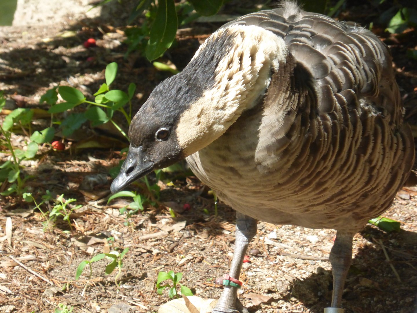 Hawaiian goose