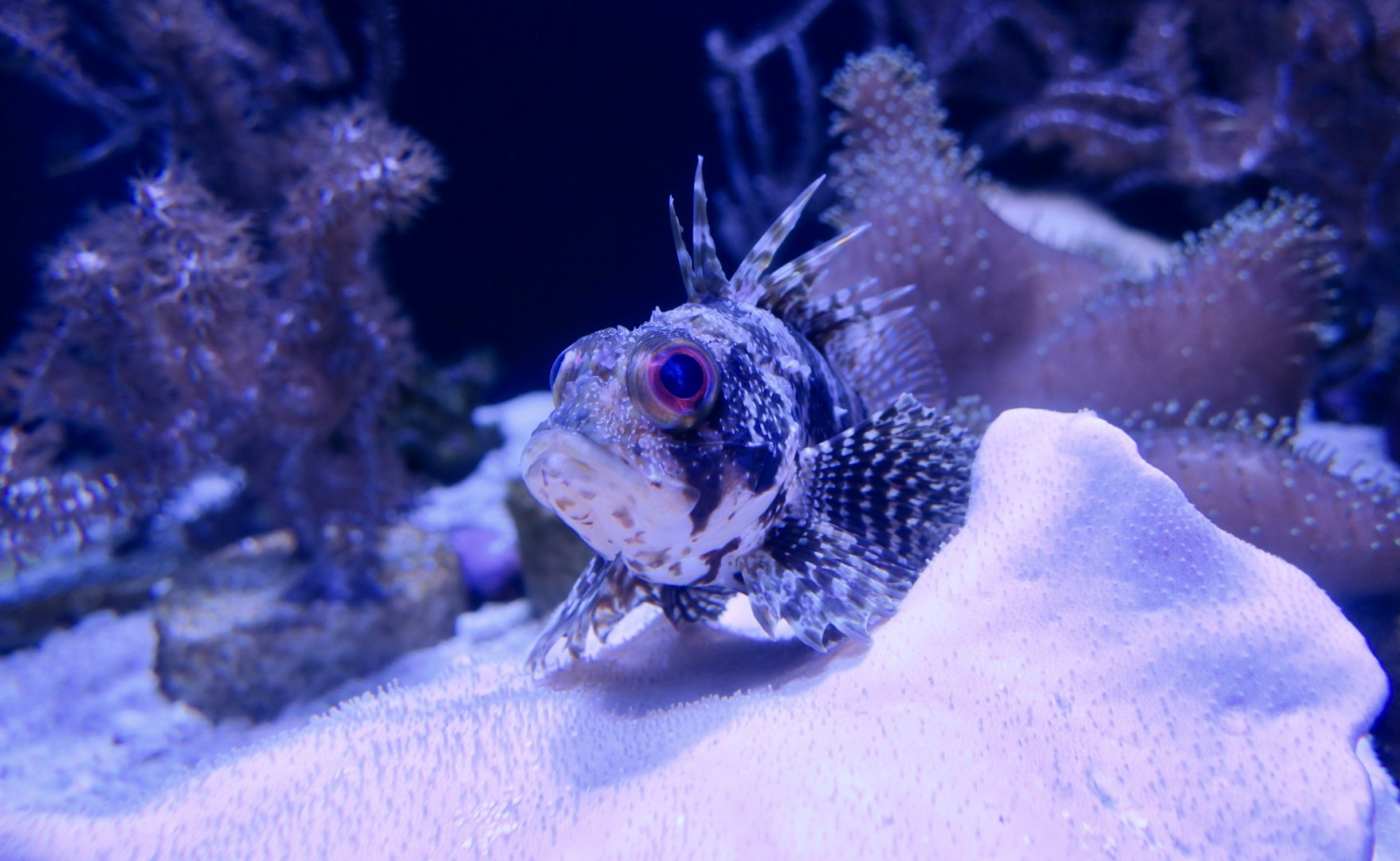 Hawaiian Green Lionfish (Dendrochirus barberi)