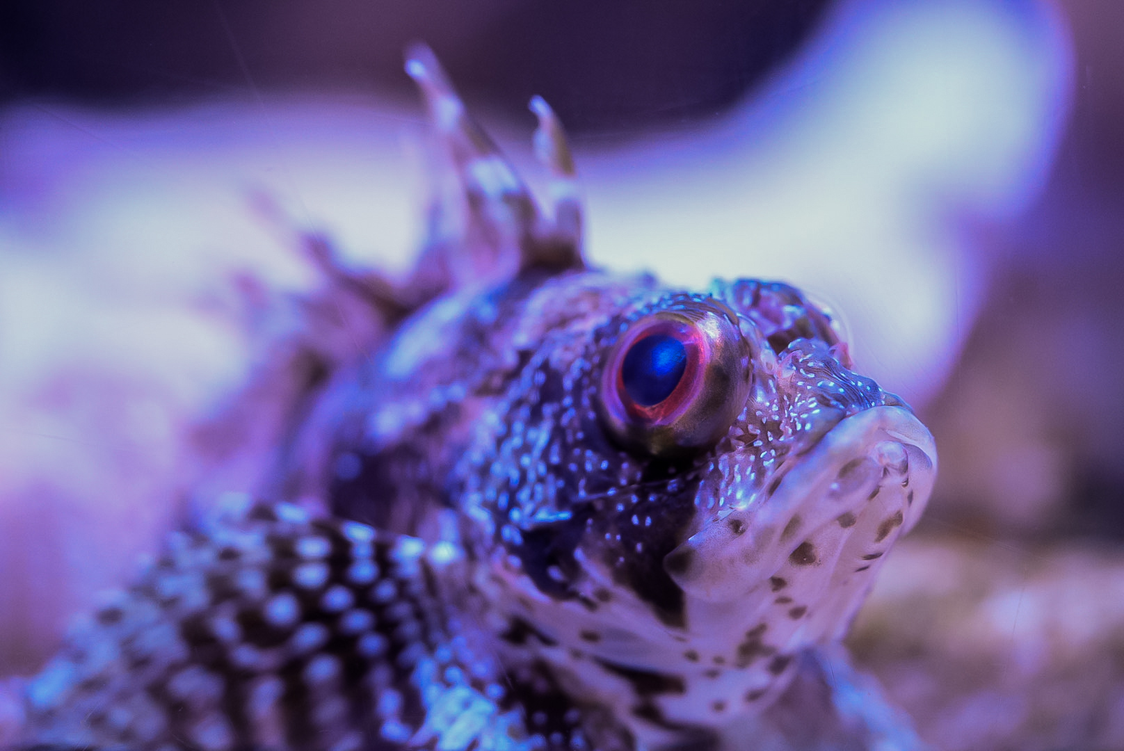Hawaiian Green Lionfish