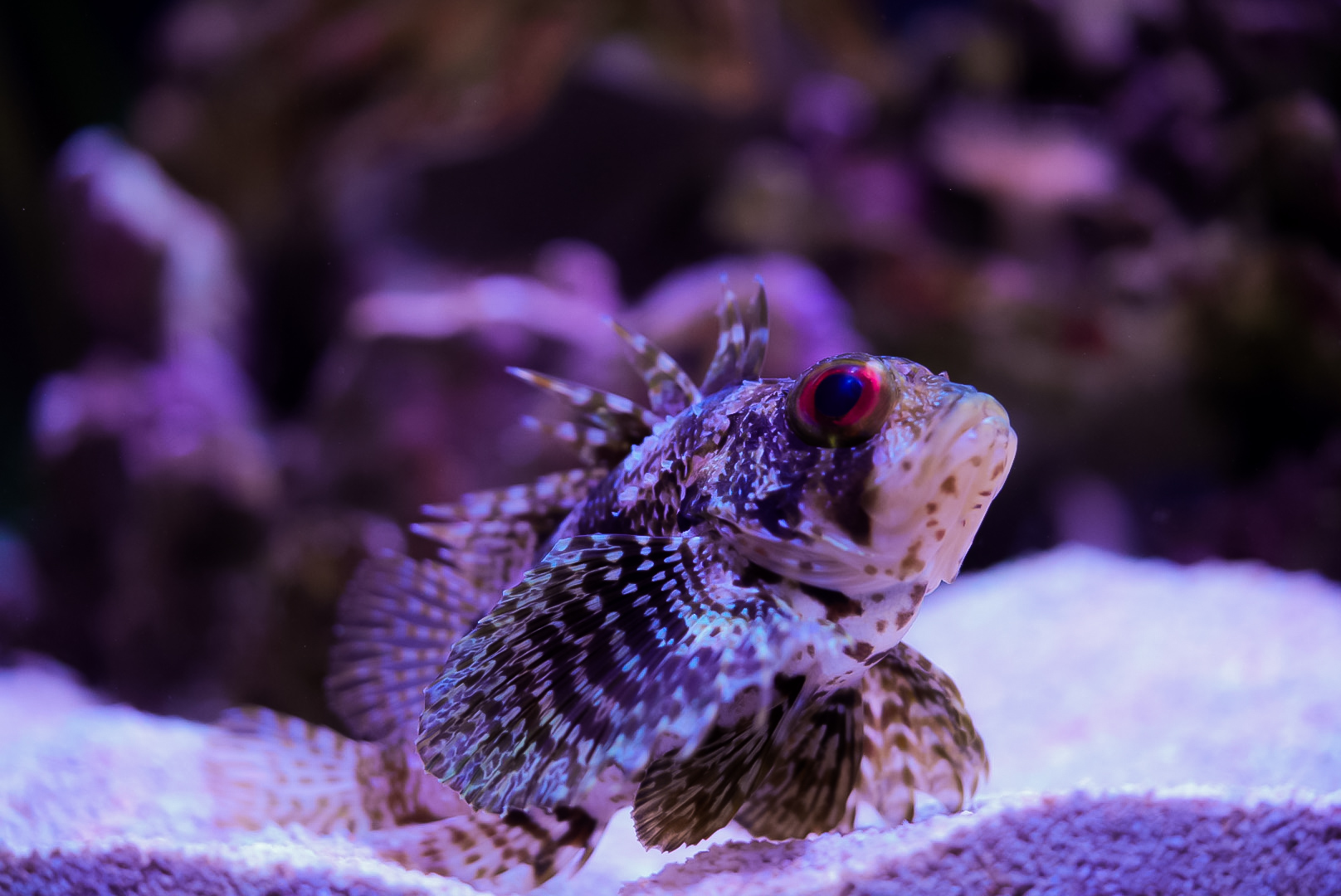 Hawaiian Green Lionfish