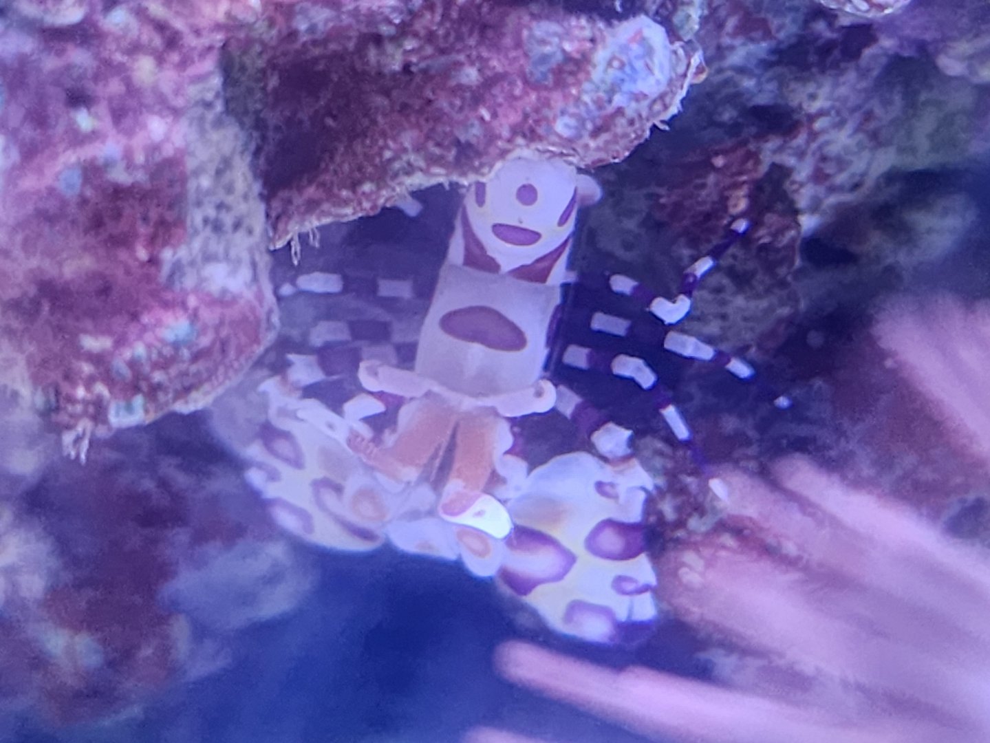 Hawaiian Harlequin Shrimp (Hymenocera picta)