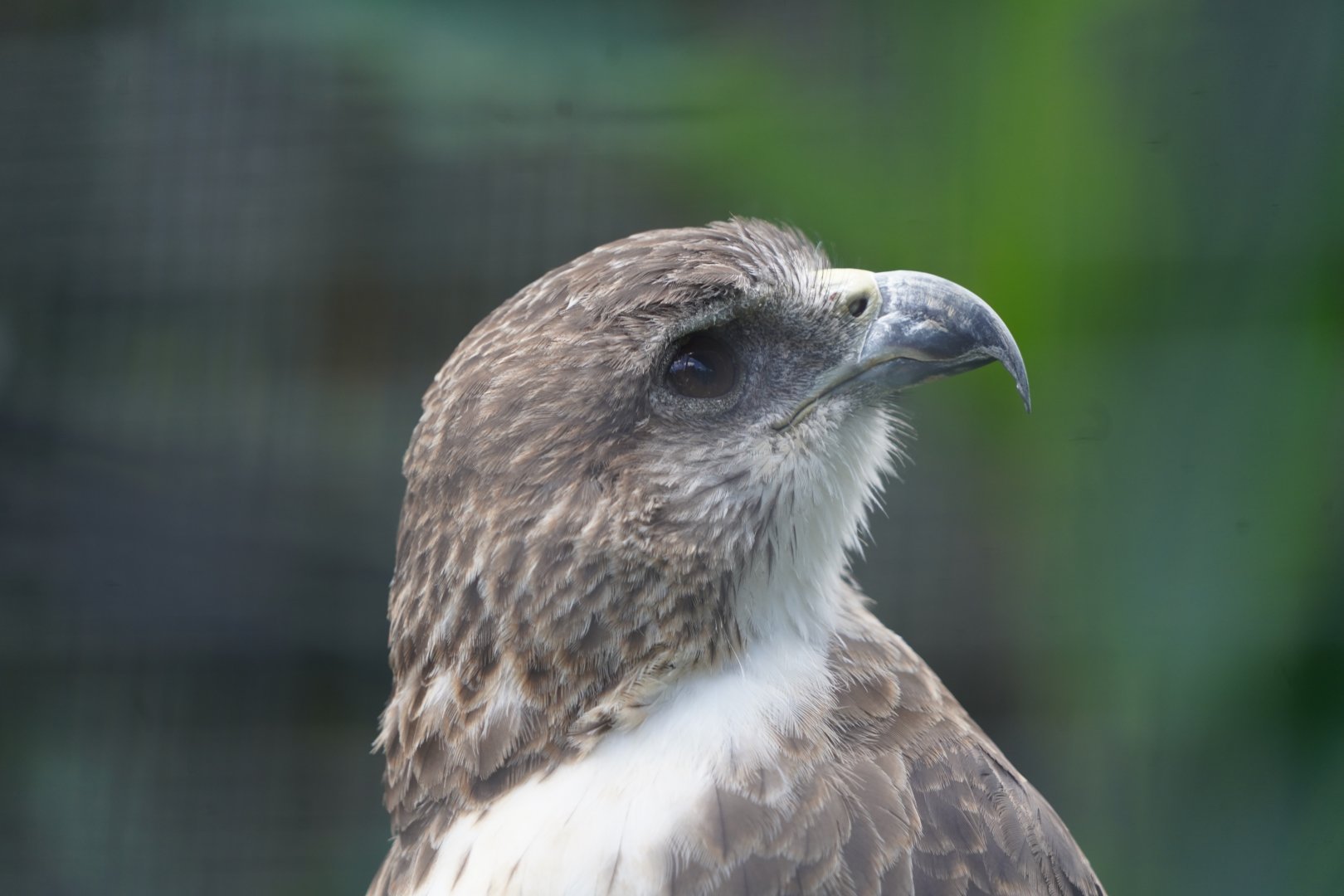 Hawaiian hawk/ʻIo