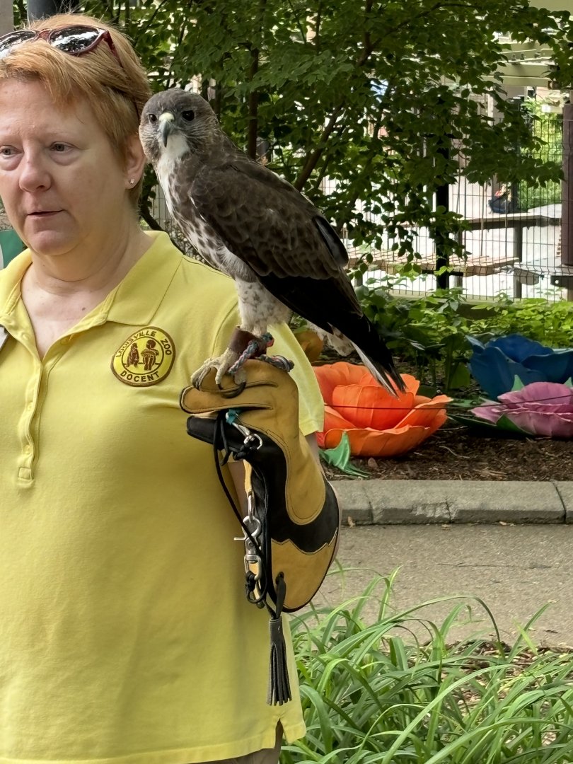 Hawaiian Hawk With Docent