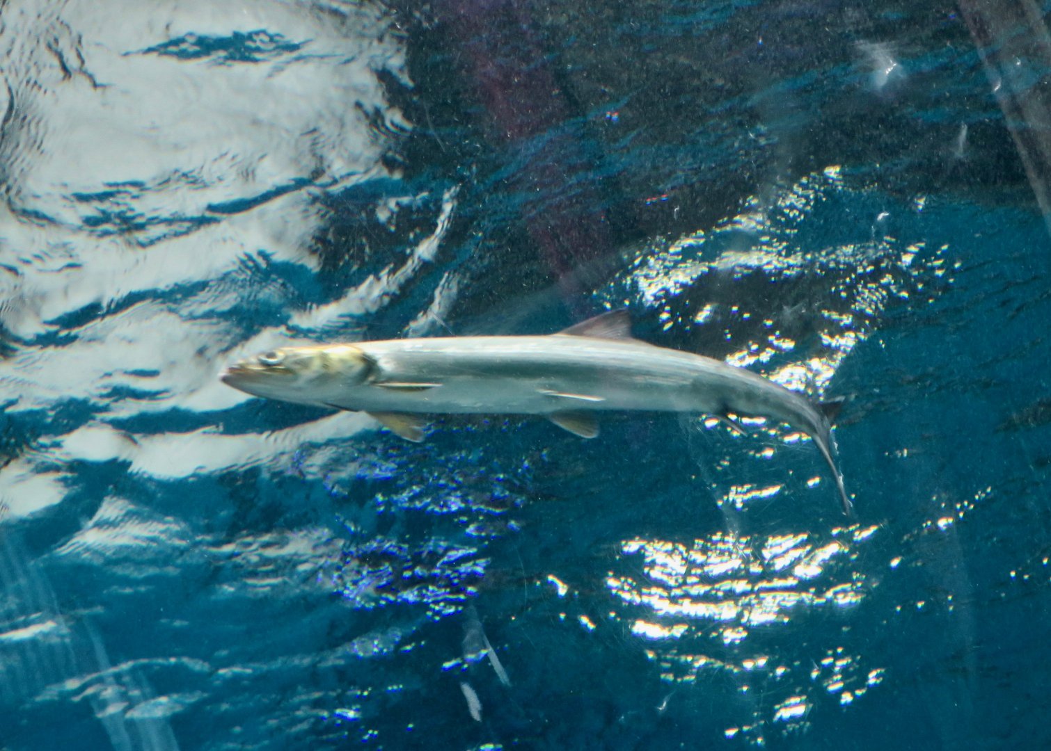 Hawaiian ladyfish (Elops hawaiensis)