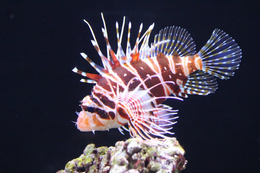 Hawaiian Lionfish