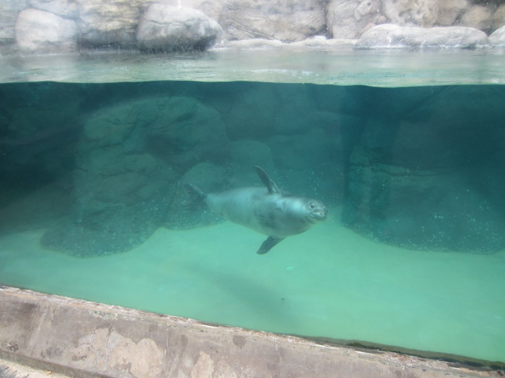 Hawaiian Monk Seal exhibit